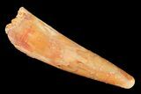 Pterosaur (Siroccopteryx) Tooth - Morocco #124724-1